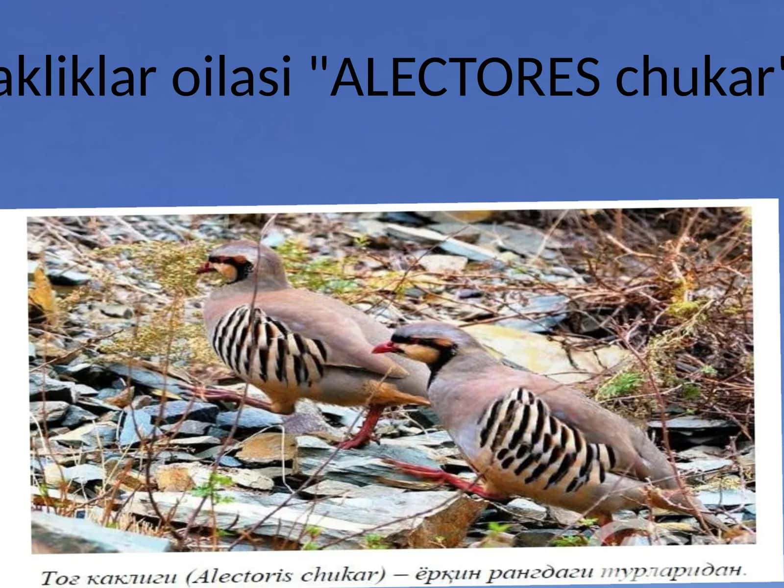 Kakliklar oilasi "ALECTORES chukar" 1