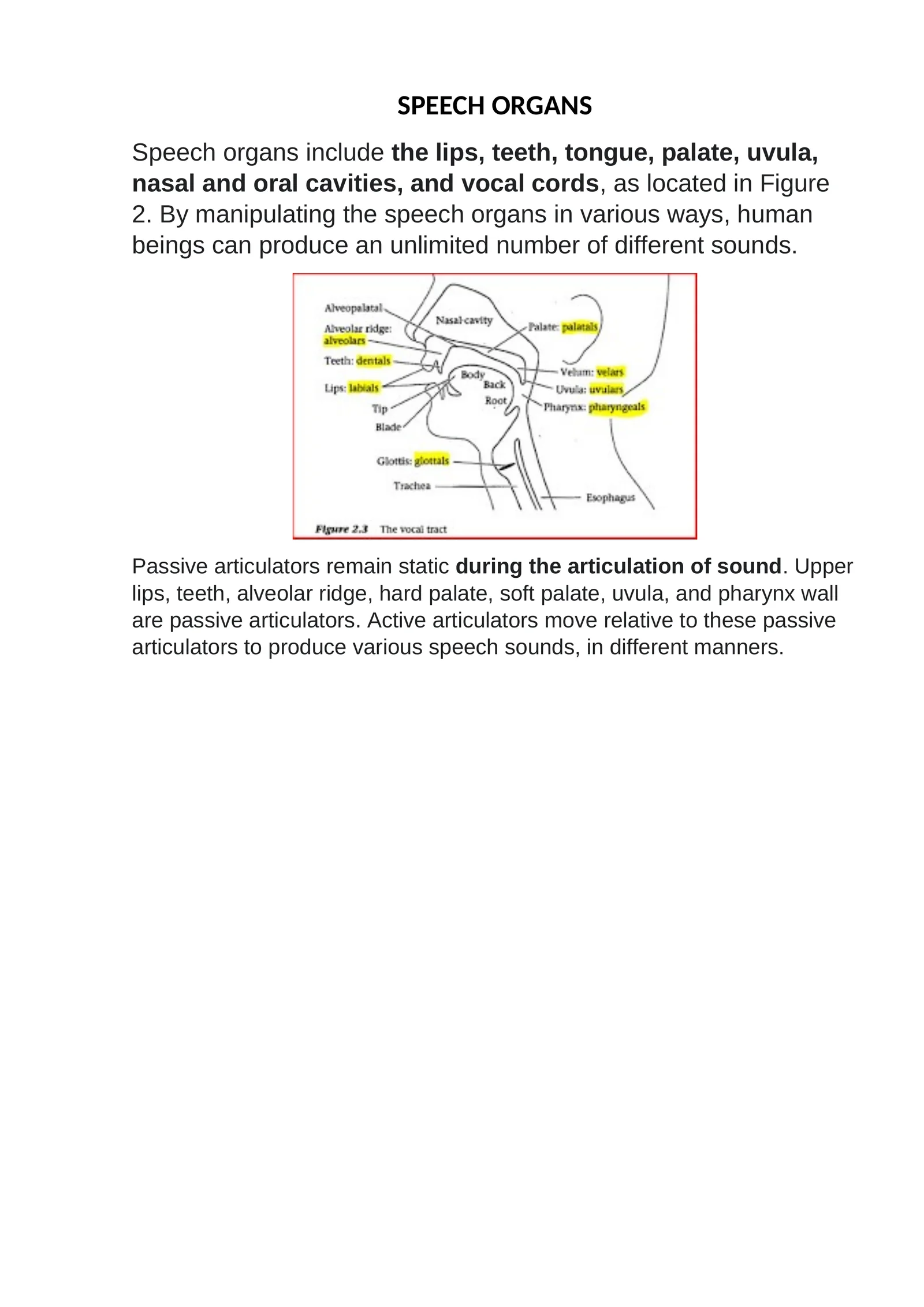 Speech Organs 1