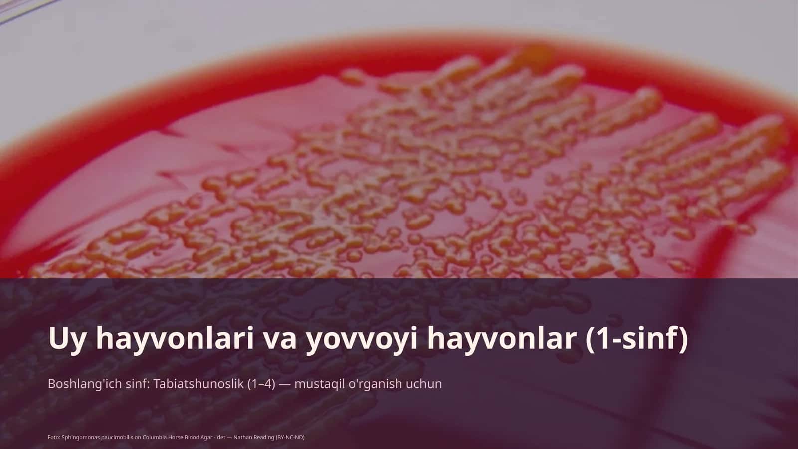 Uy hayvonlari va yovvoyi hayvonlar (1-sinf) 1