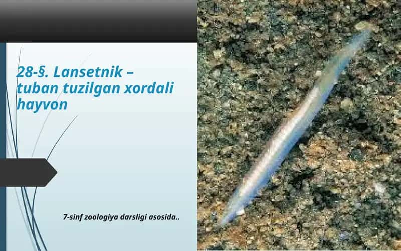 Lansetnik–tubantuzilganxordalihayvon 1