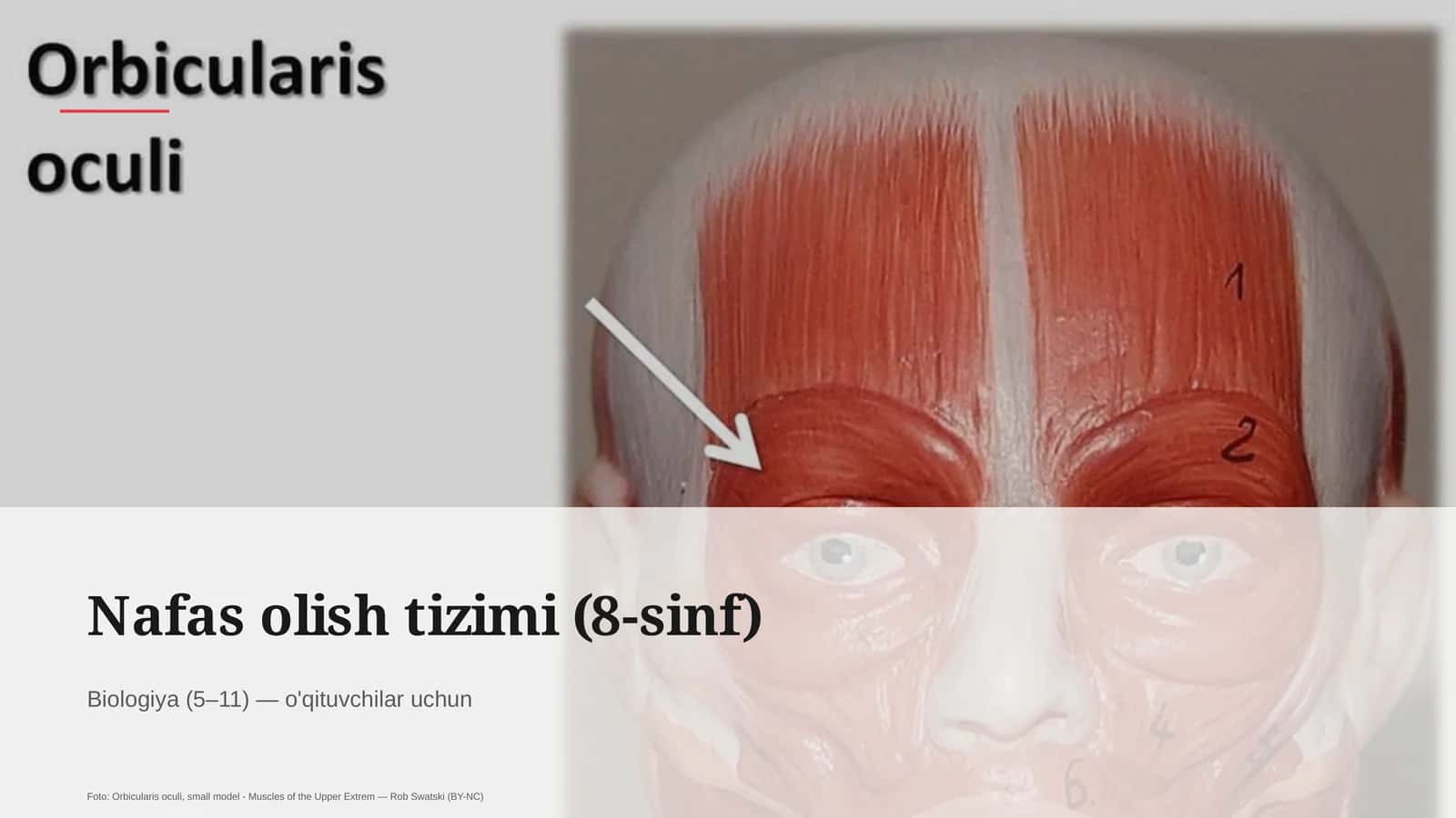 Nafas olish tizimi (8-sinf) 1
