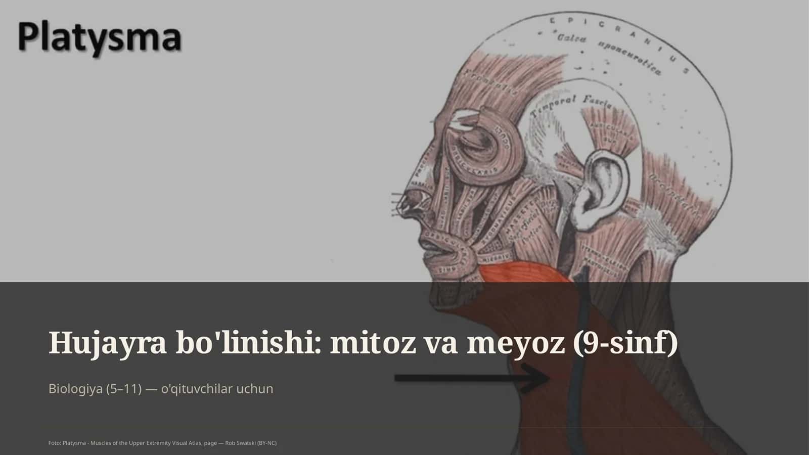 Hujayra bo'linishi: mitoz va meyoz (9-sinf) 1