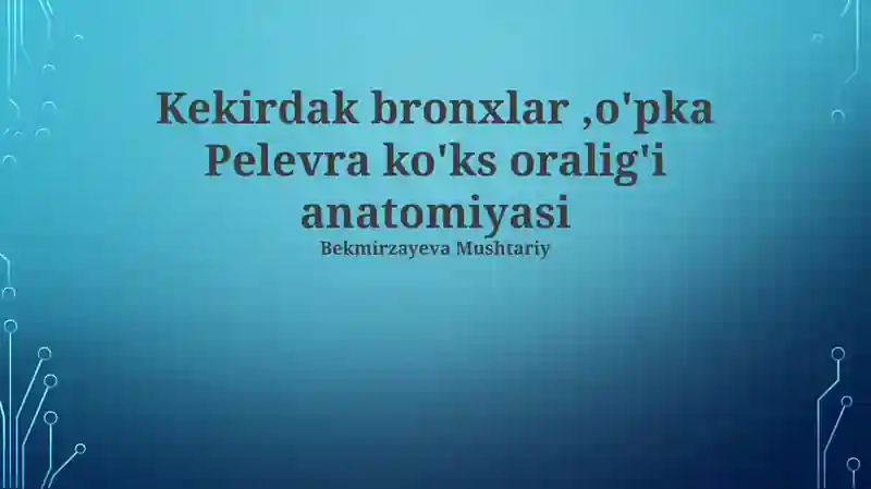 Kekirdak bronxlar, o'pka Pelevra ko'ks oralig'i anatomiyasi