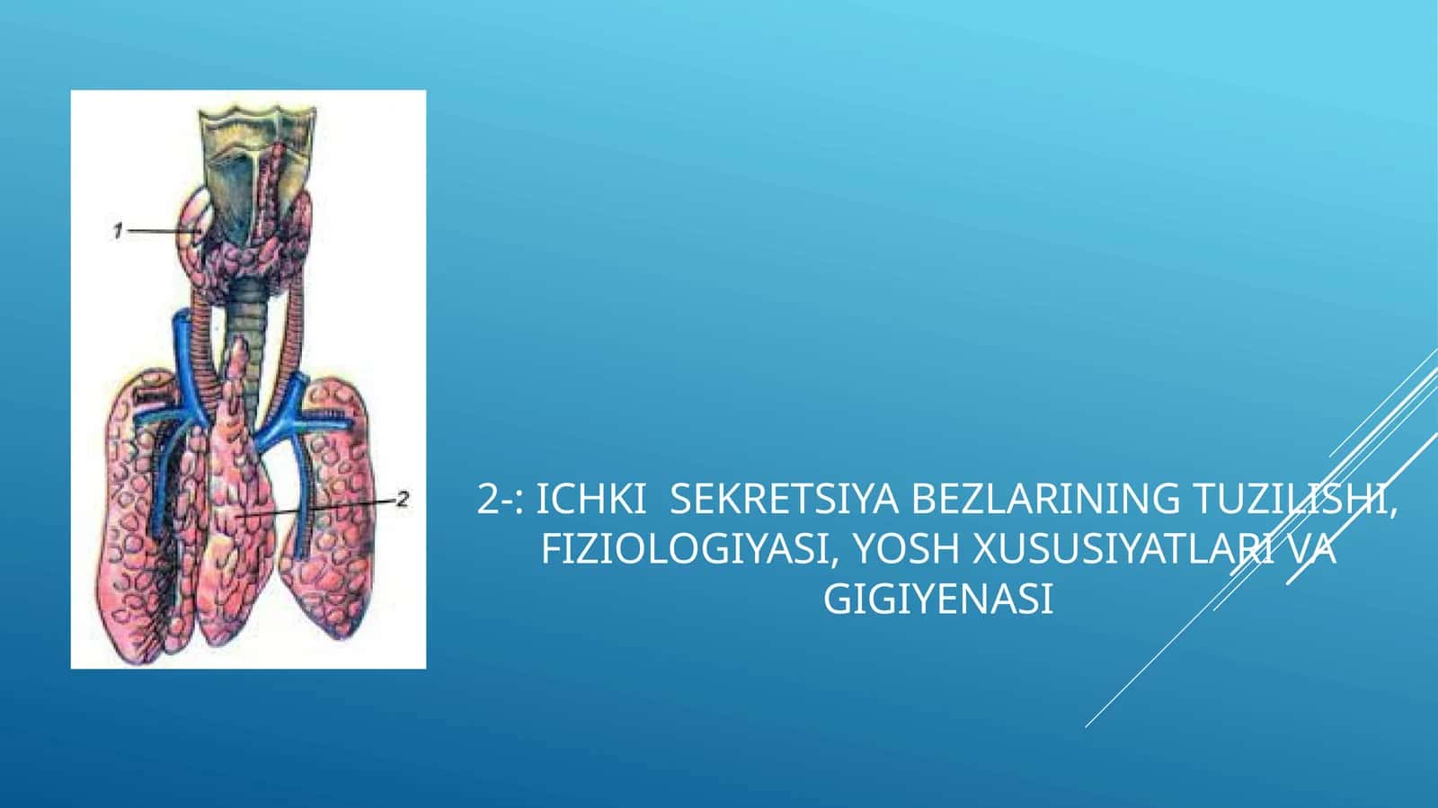 Ichki sekretsiya bezlarining tuzilishi, fiziologiyasi, yosh xususiyatlari va gigiyenasi 1