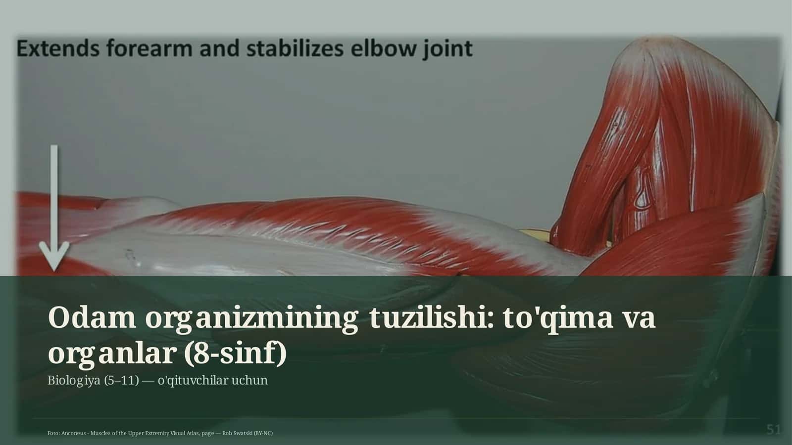 Odam organizmining tuzilishi: to'qima va organlar (8-sinf) 1