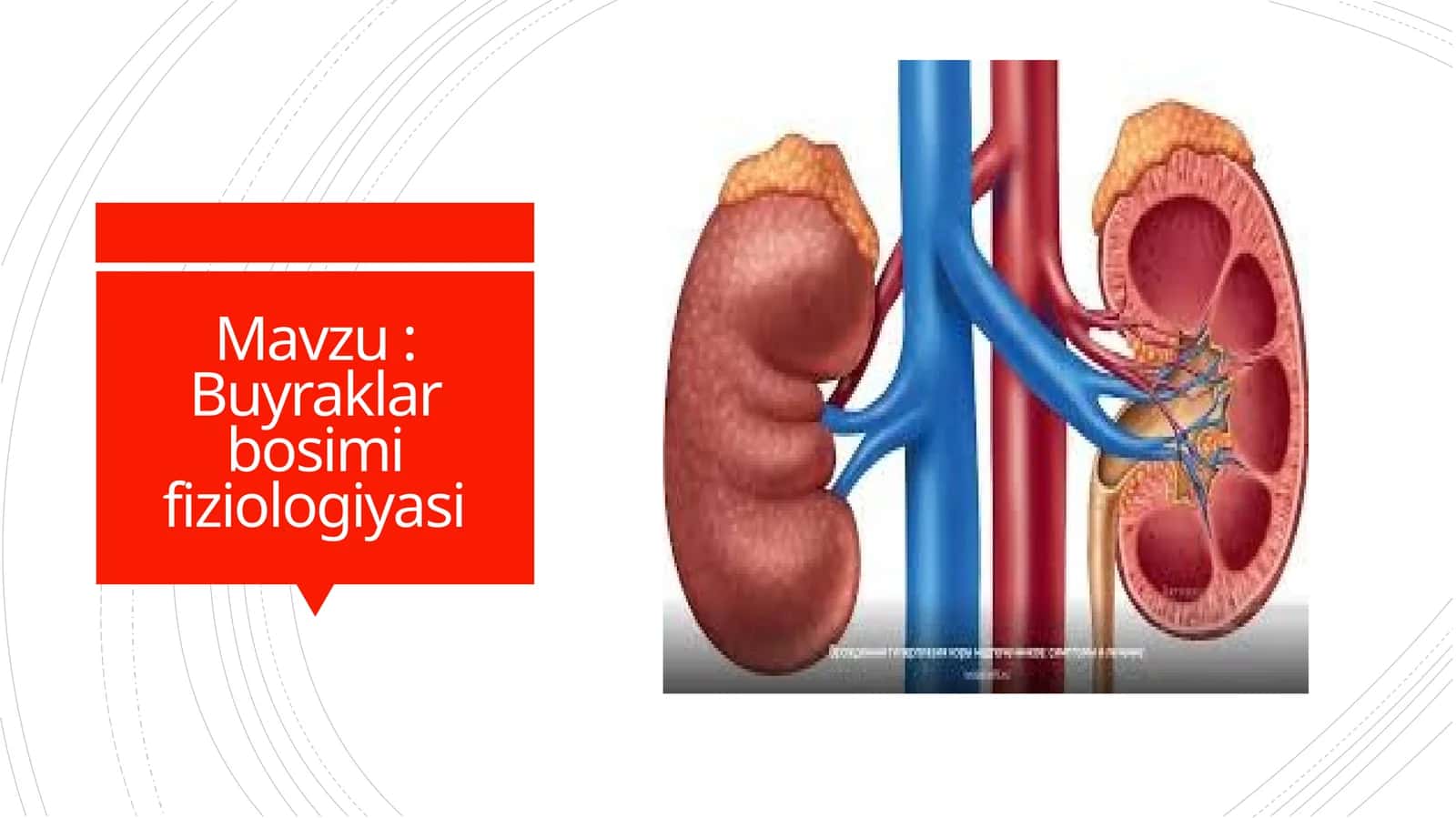 Buyraklar bosimi fiziologiyasi 1