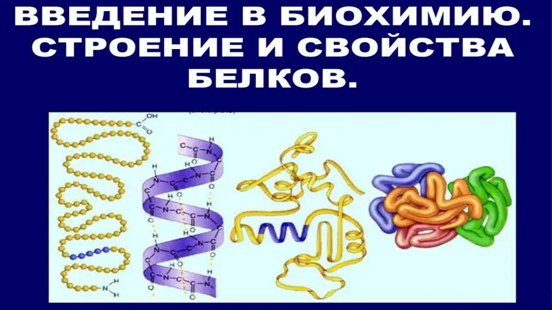 СТРОЕНИЕ И СВОЙСТВА БЕЛКОВ 1