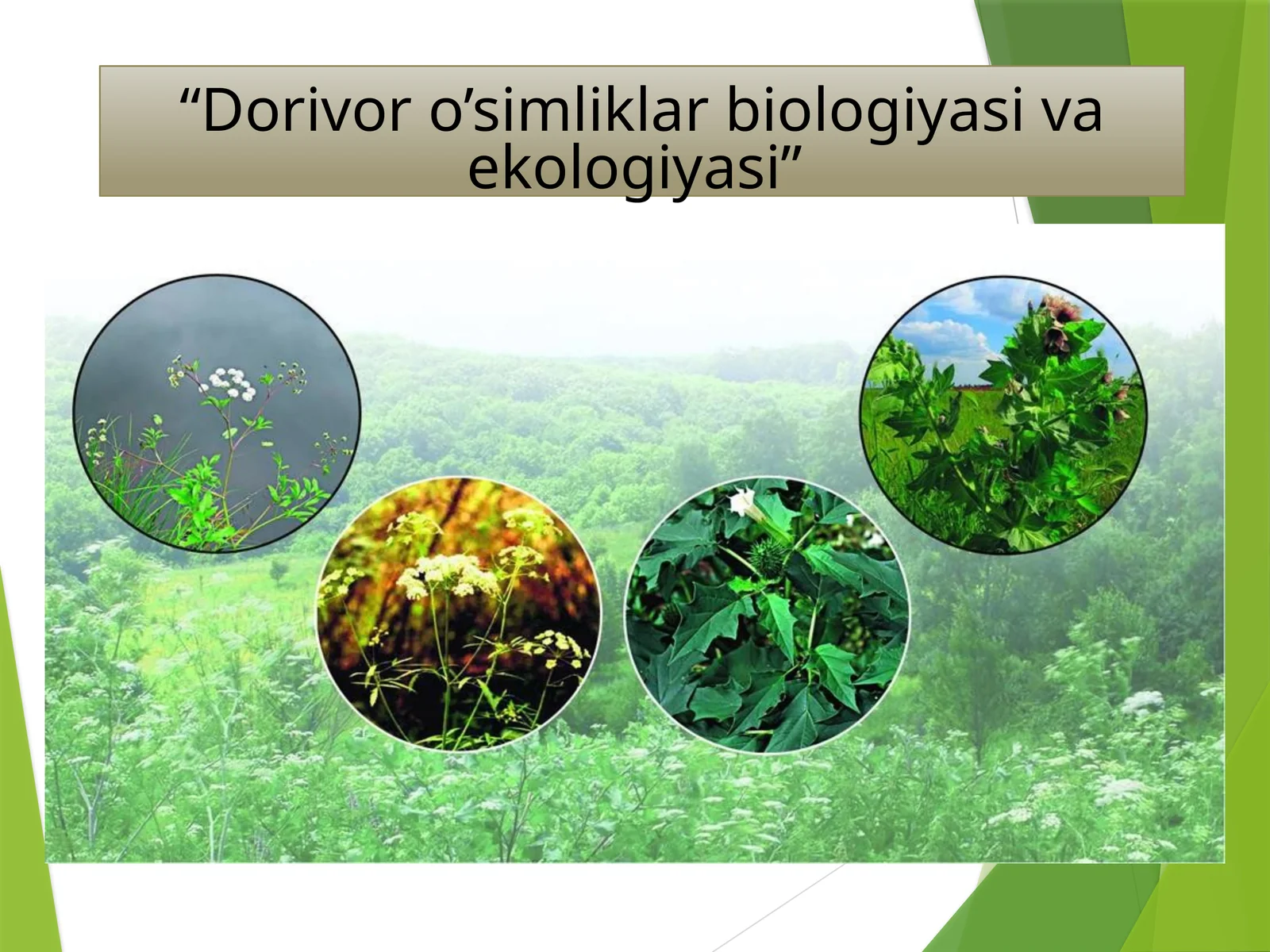 Dorivor o’simliklar biologiyasi va ekologiyasi 1