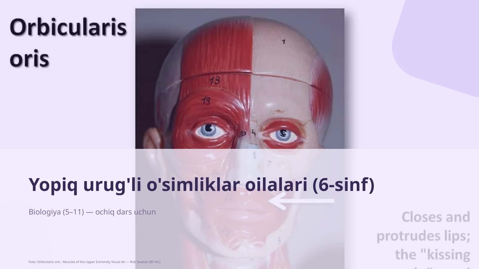 Yopiq urug'li o'simliklar oilalari (6-sinf) 1