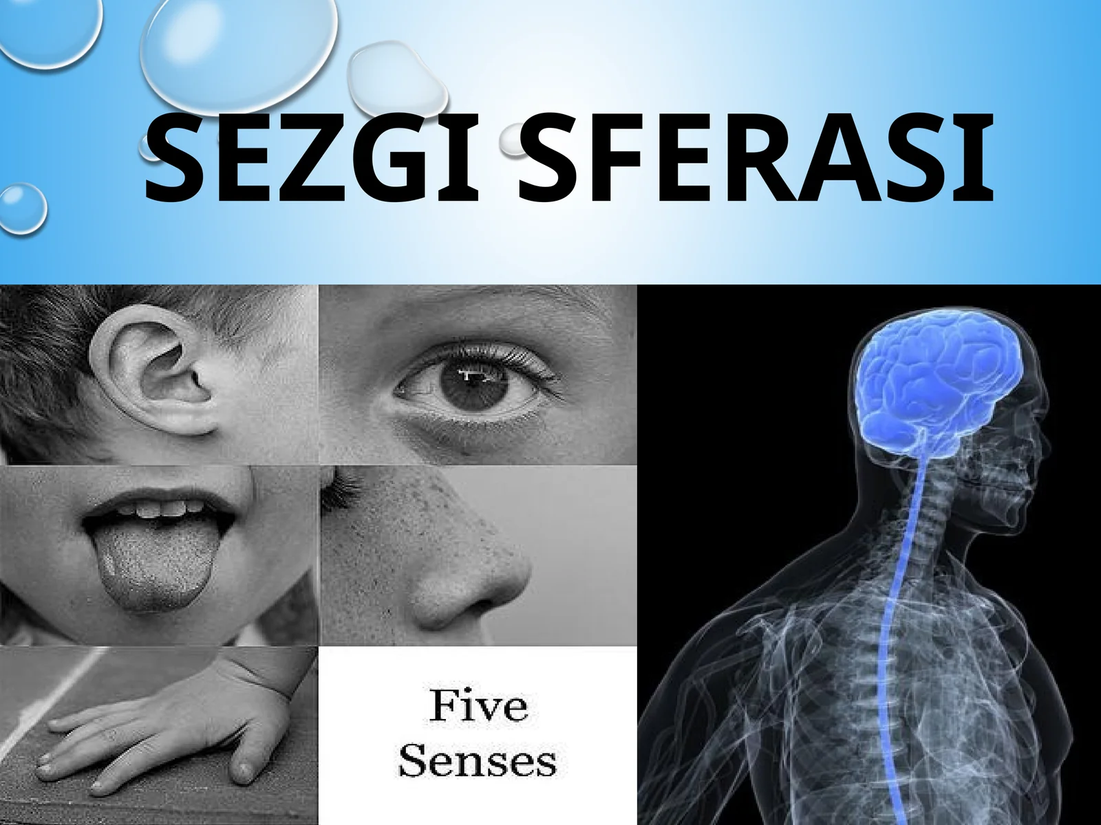 Sezgi analizatorlari 1