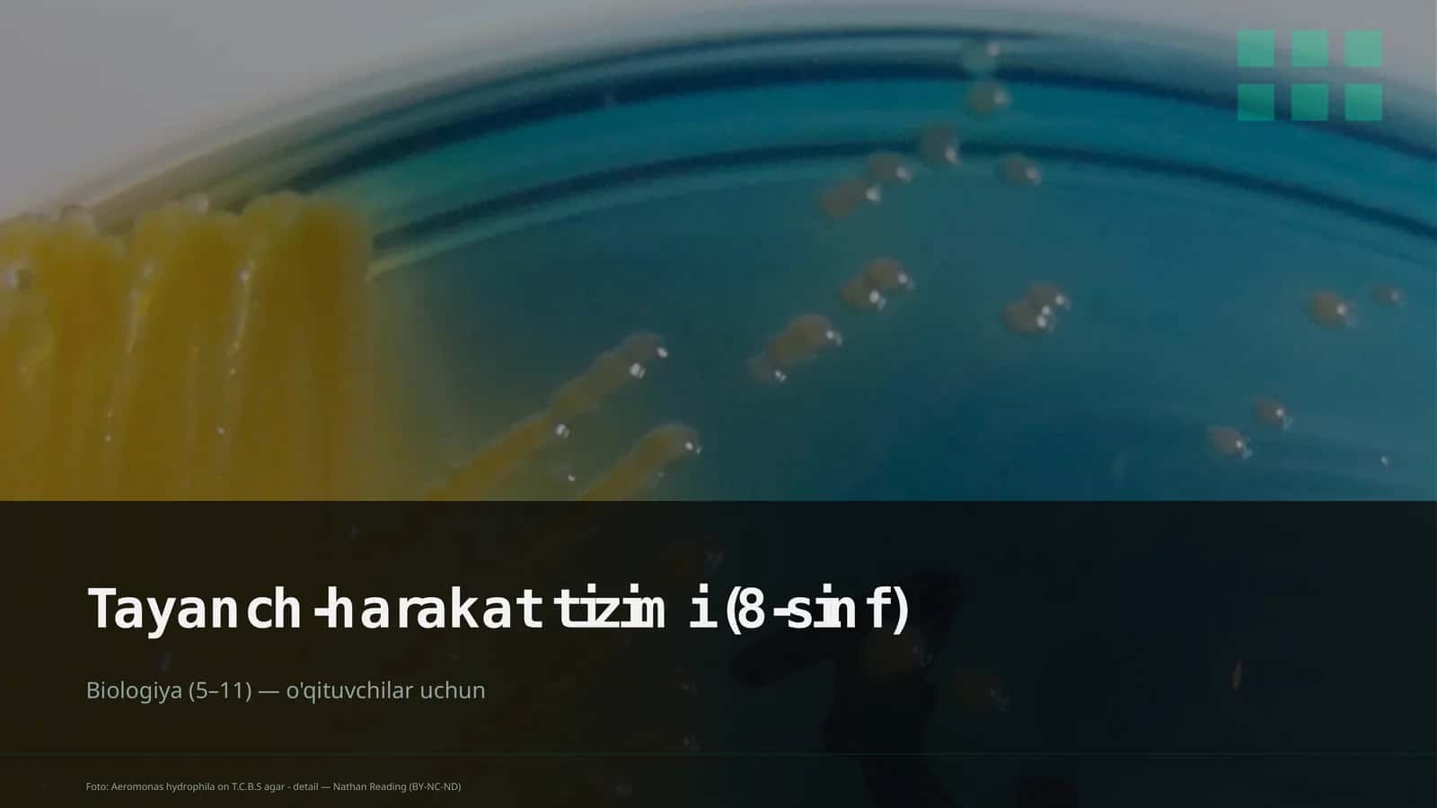 Tayanch-harakat tizimi (8-sinf) 1