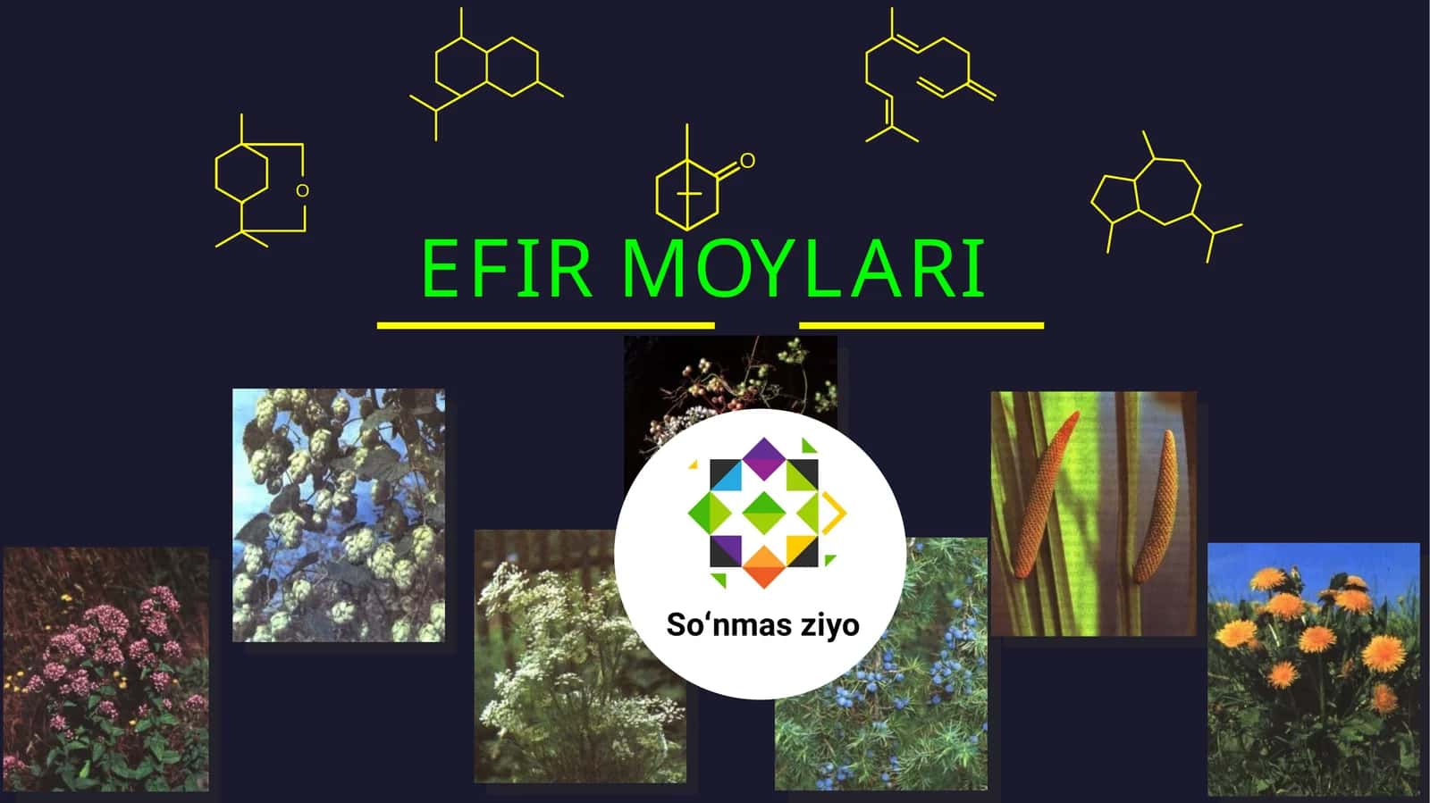 EFIR MOYLARI 1