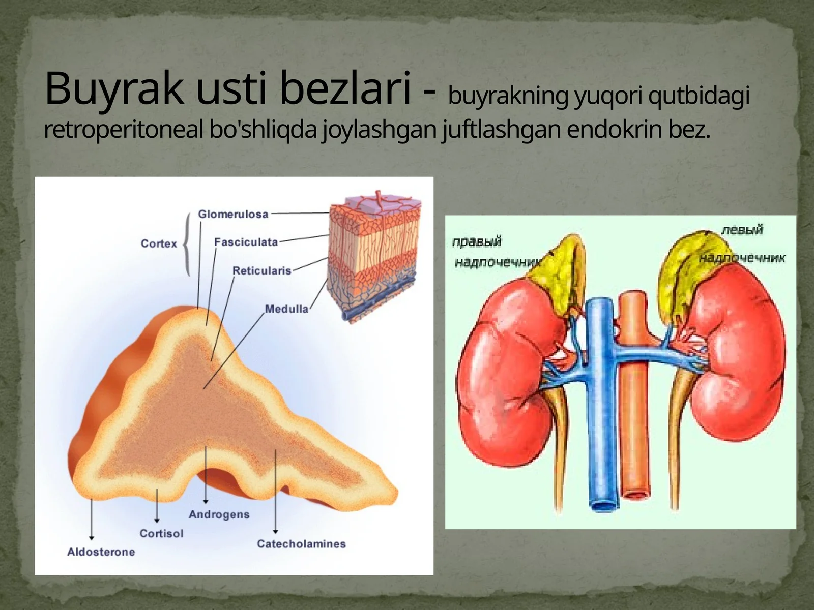 Buyrak usti bezlari 1