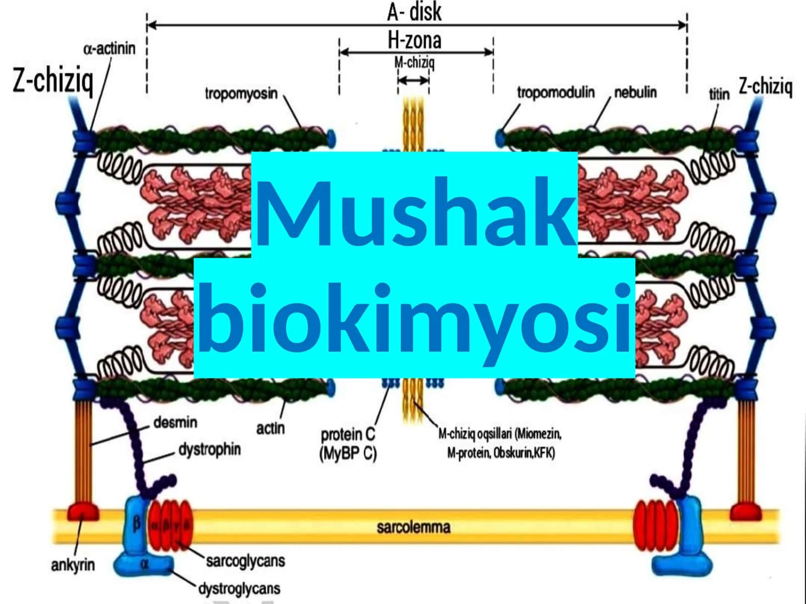 Mushak biokimyosi 1