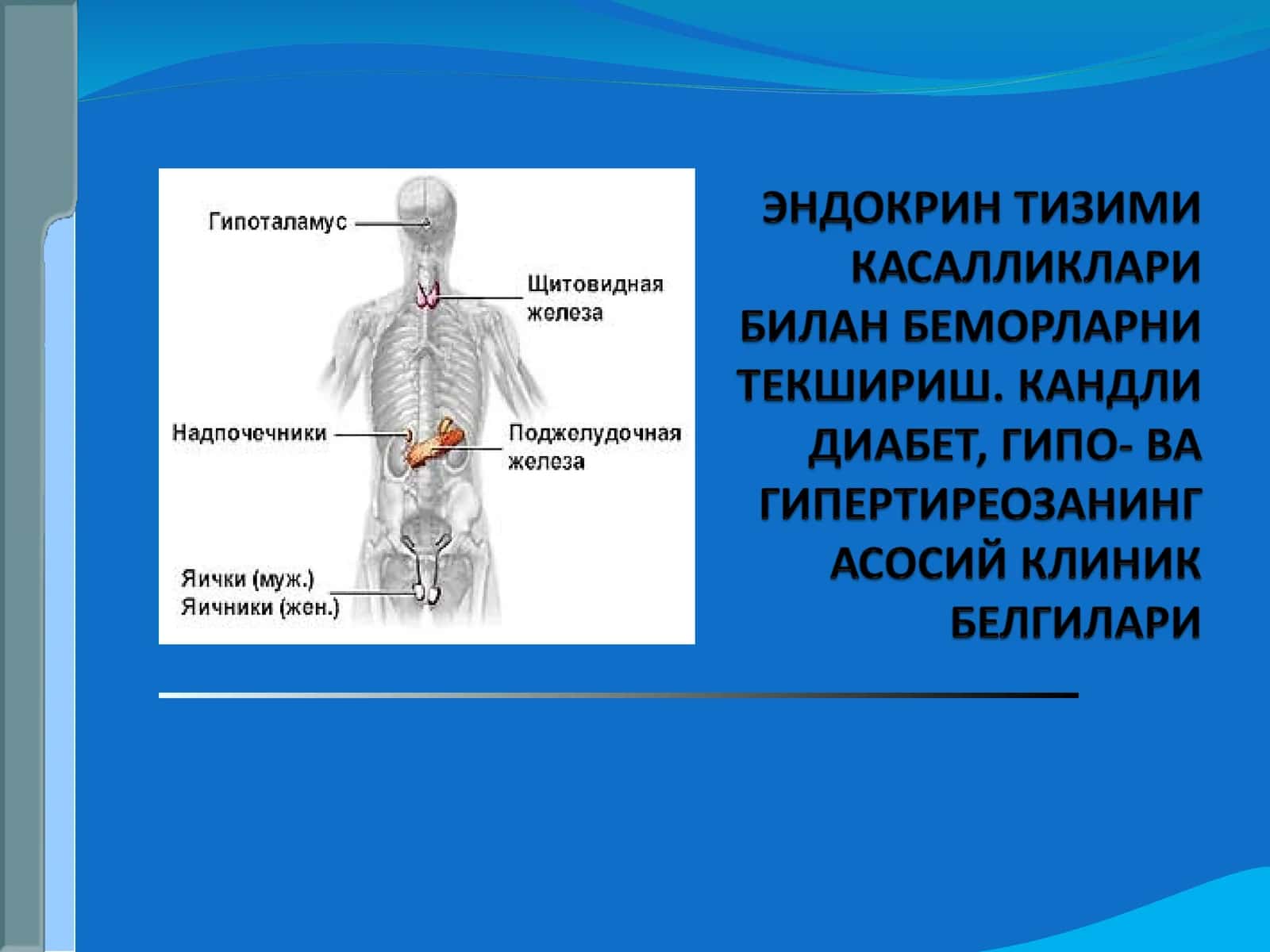 Ички секреция безларида 1