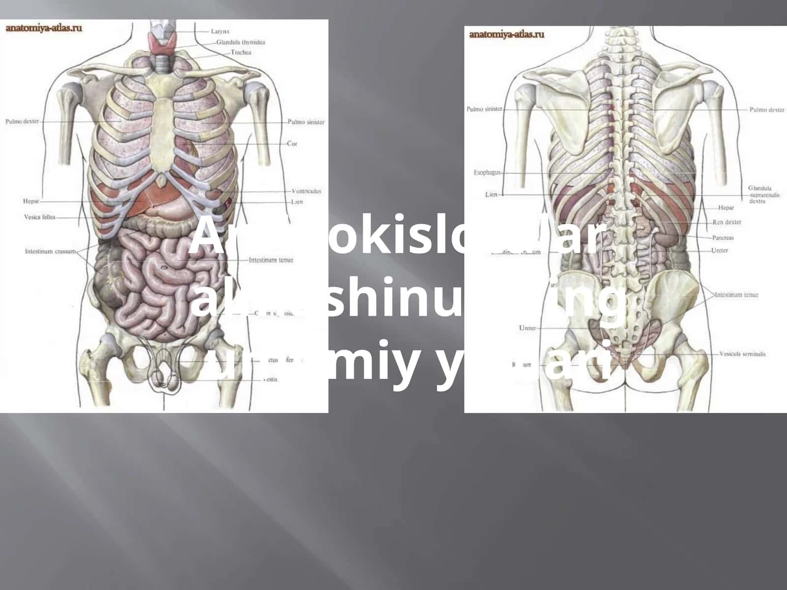 Aminokislotalar almashinuvining umumiy yo'llari 1