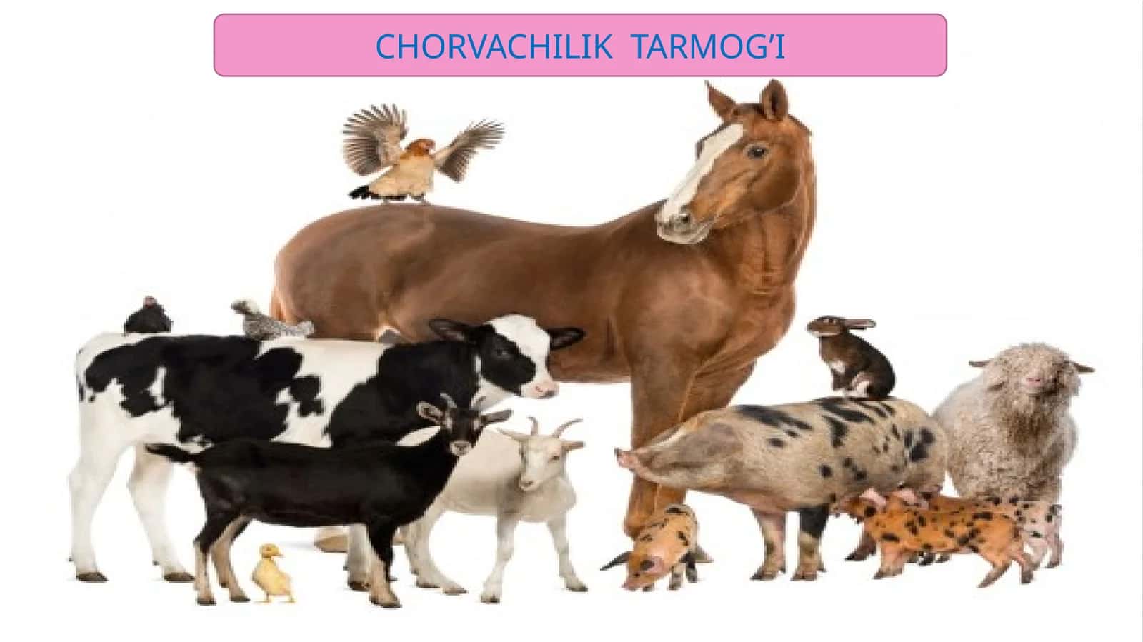 CHORVACHILIK TARMOG’I 1