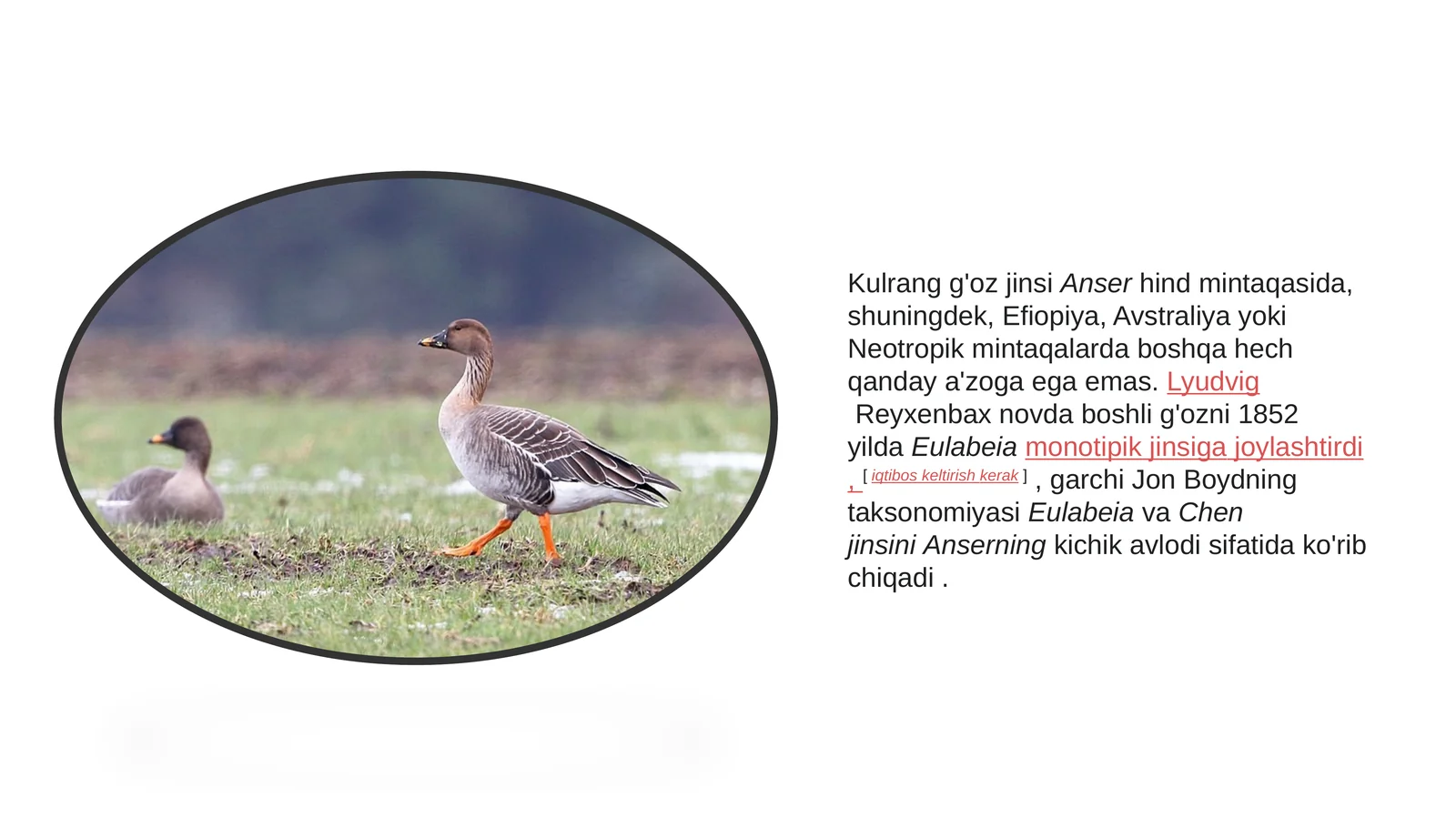 Kulrangg'oz jinsi 1