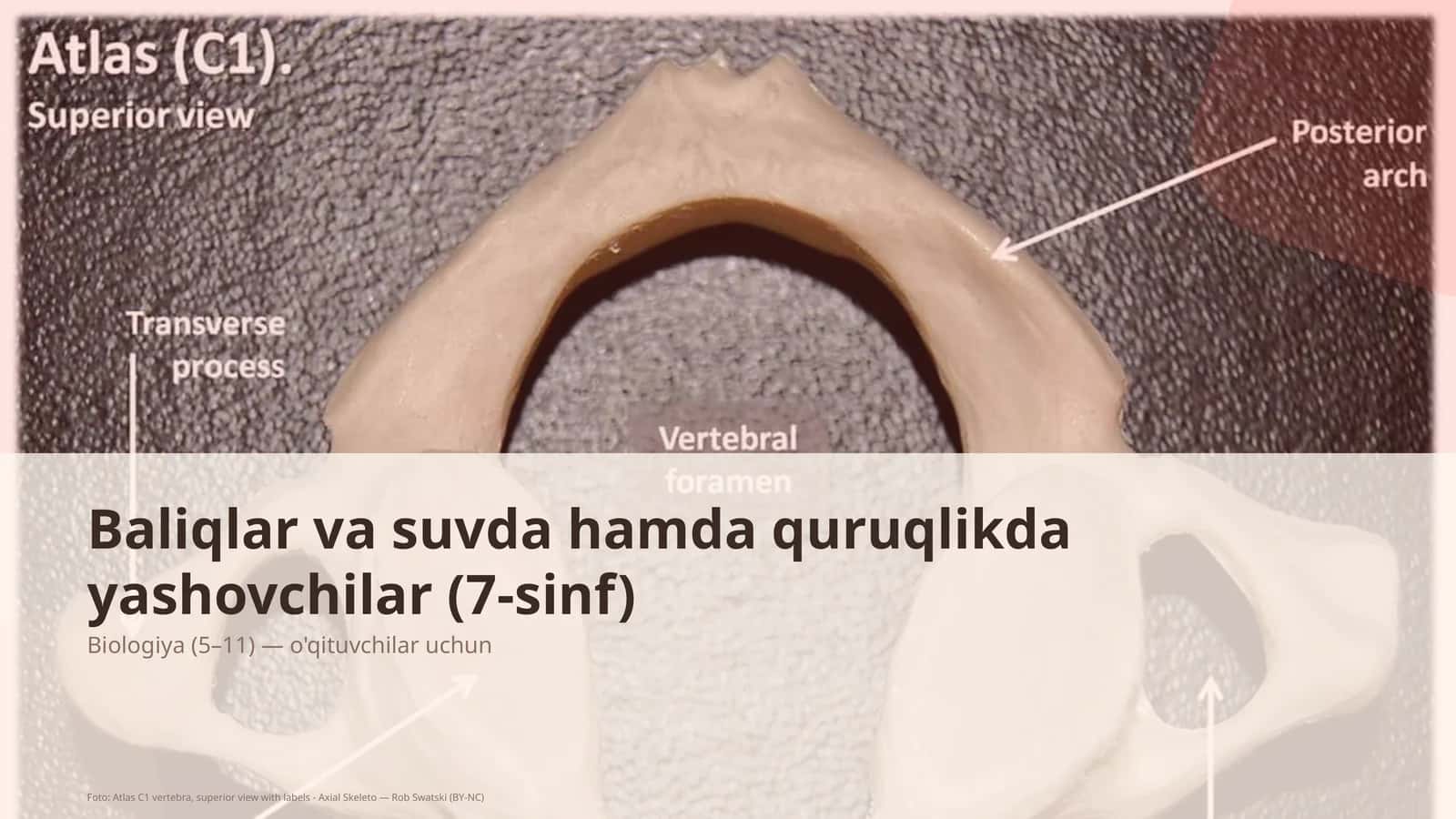 Baliqlar va suvda hamda quruqlikda yashovchilar (7-sinf) 1