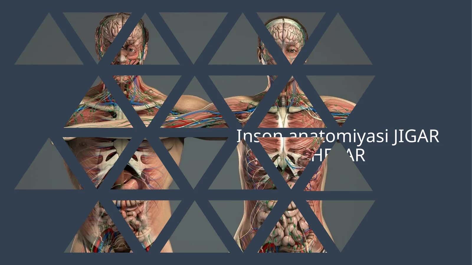 Inson jigari anatomiyasi va funksiyasi 1