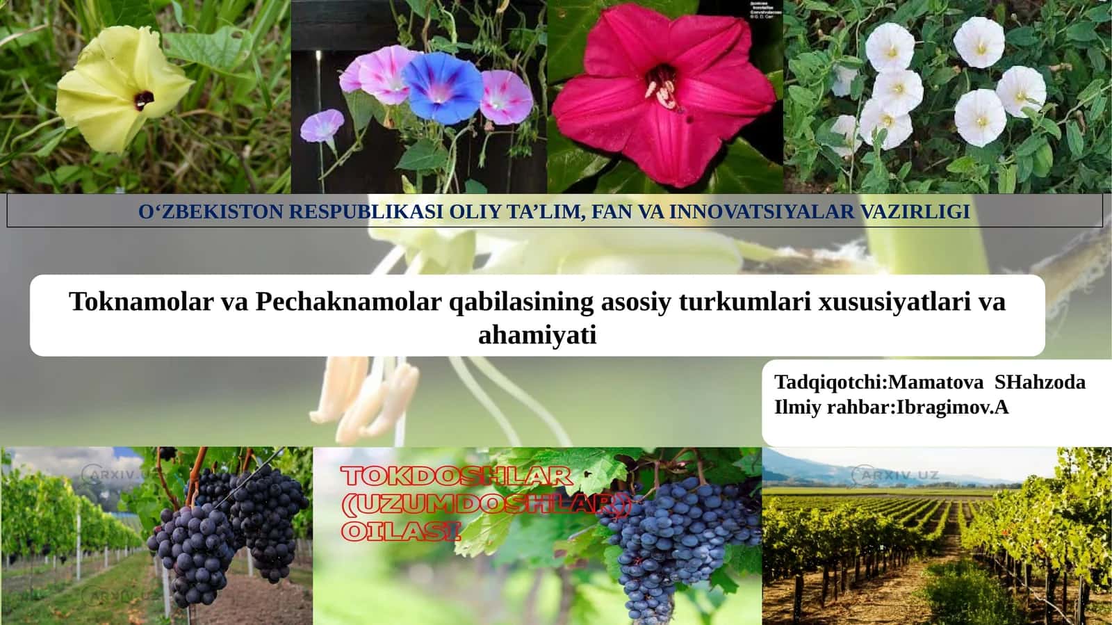 Toknamolar va Pechaknamolar  qabilasining asosiy turkumlari xususiyatlari va ahamiyati 1