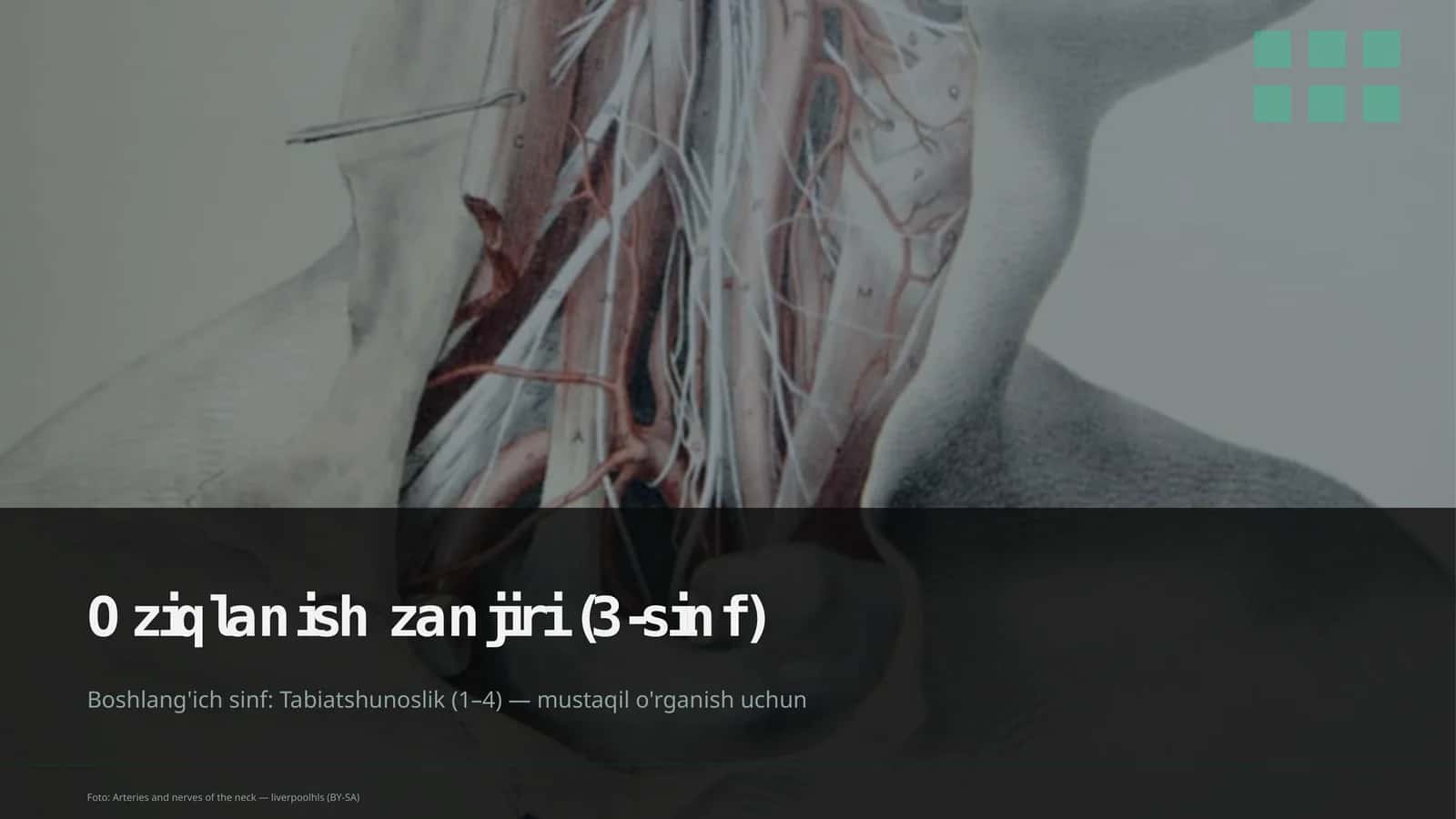 Oziqlanish zanjiri (3-sinf) 4
