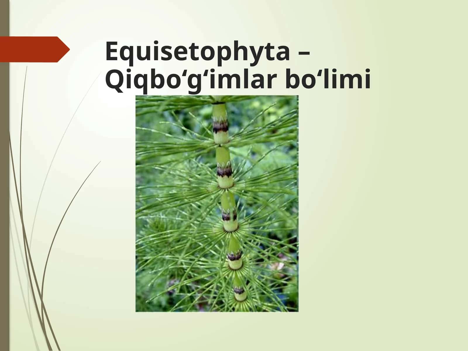 Qiqbo‘g‘imlarbo‘limi 1