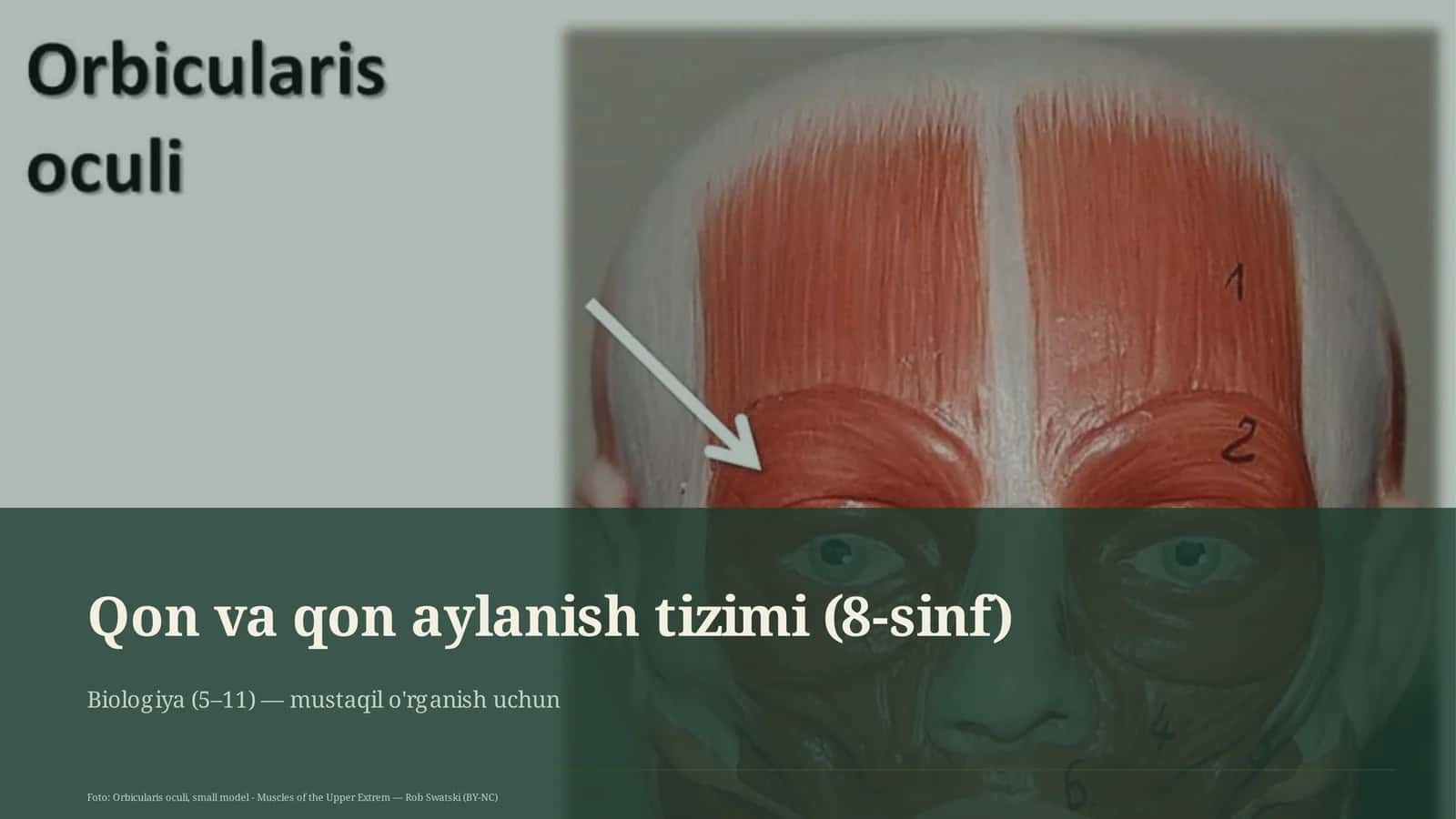 Qon va qon aylanish tizimi (8-sinf) 1