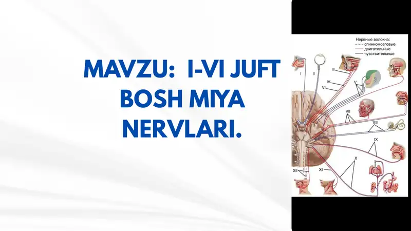 I-VI JUFT BOSH MIYA NERVLARI 1