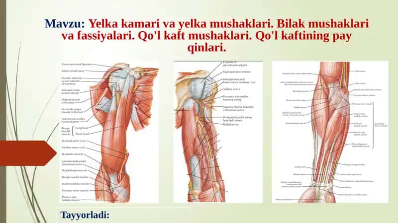 Yelka kamari va yelka mushaklari. Bilak mushaklari va fassiyalari. Qo'l kaft mushaklari. Qo'l kaftining pay qinlari. 1
