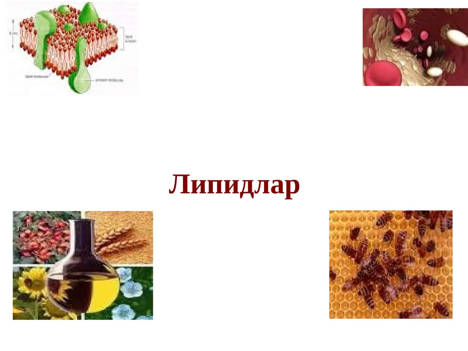 Липидлар 1