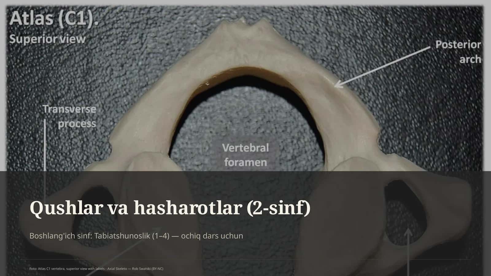 Qushlar va hasharotlar (2-sinf) 1
