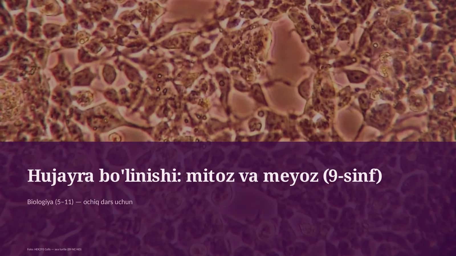 Hujayra bo'linishi: mitoz va meyoz 1