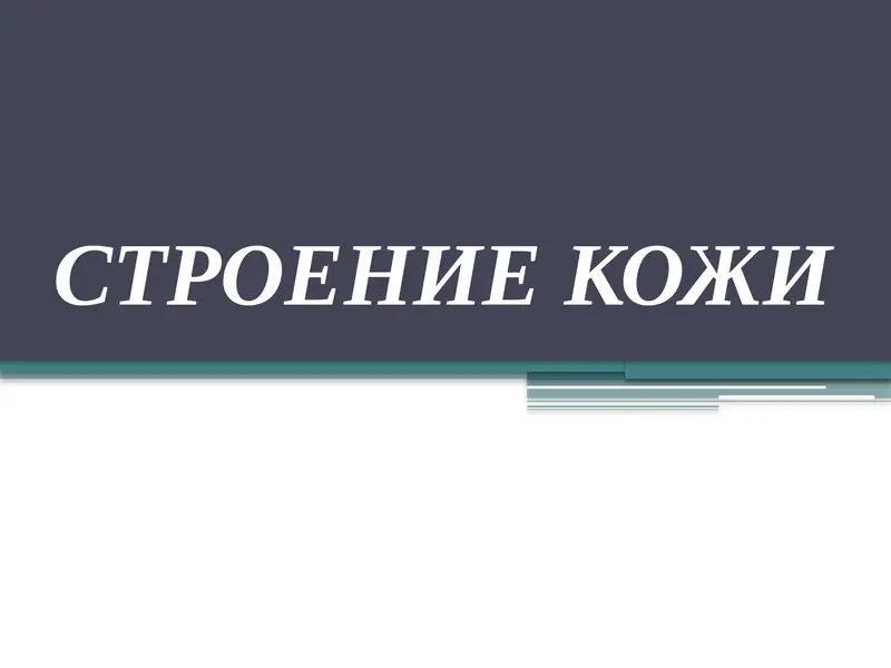 Строение кожи 1