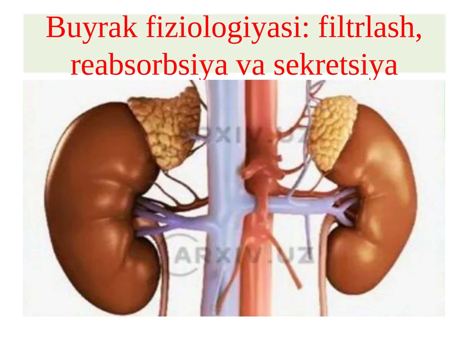 Buyrakfiziologiyasi: filtrlash, reabsorbsiya va sekretsiya 1