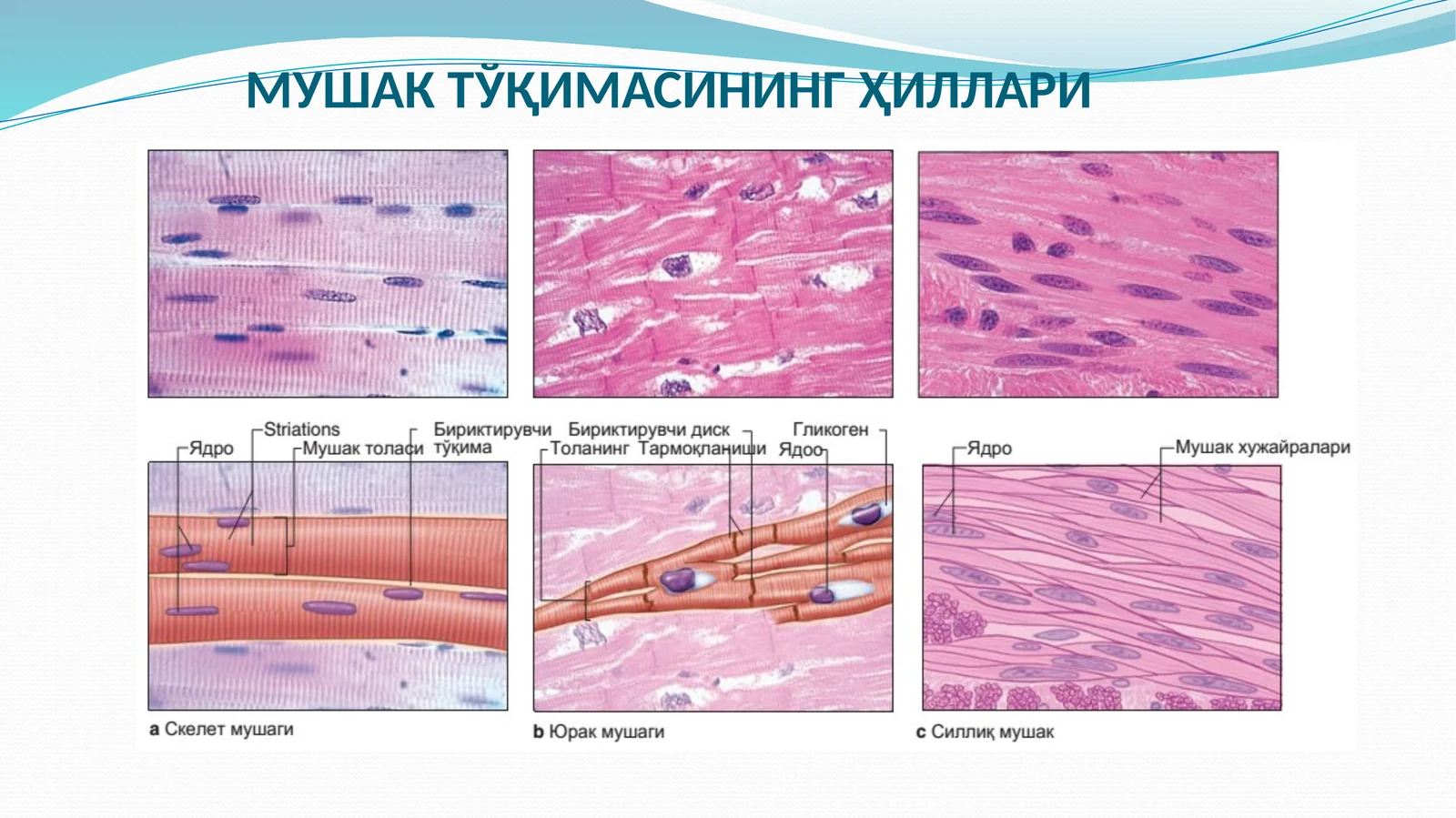 МУШАК ТЎҚИМАСИНИНГ ҲИЛЛАРИ 1