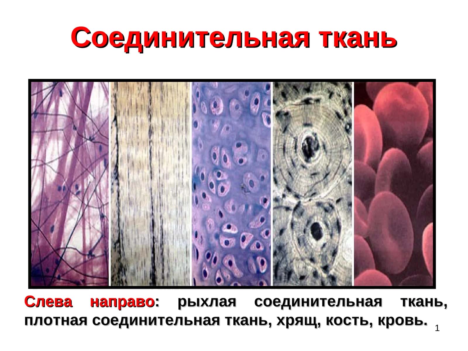 Соединительная ткань 1