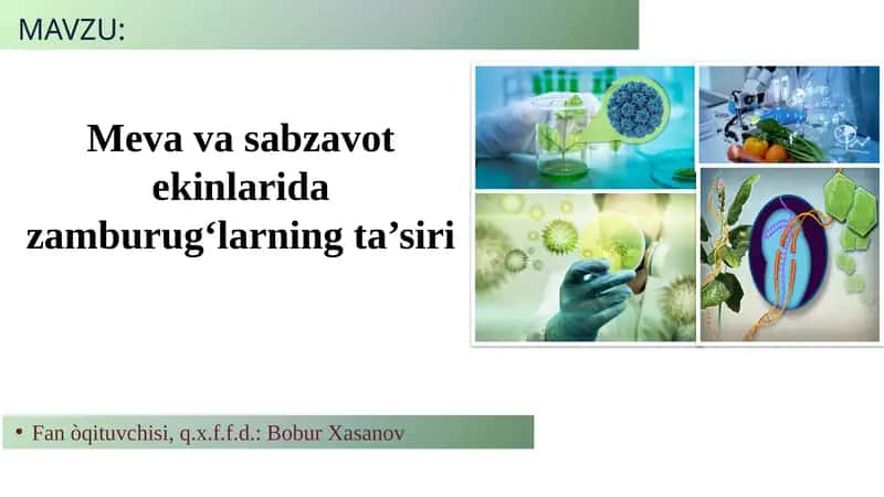 Meva va sabzavot ekinlarida zamburugʻlarning ta’siri 1