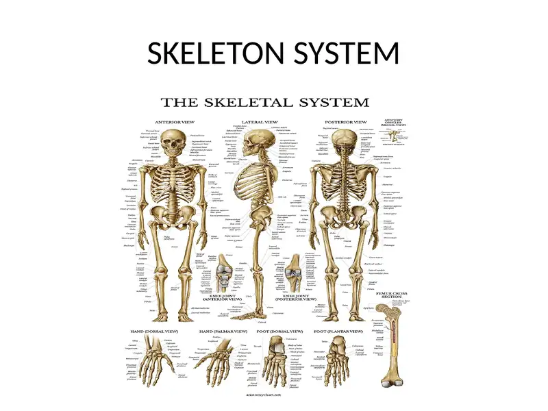 Skeleton System 1