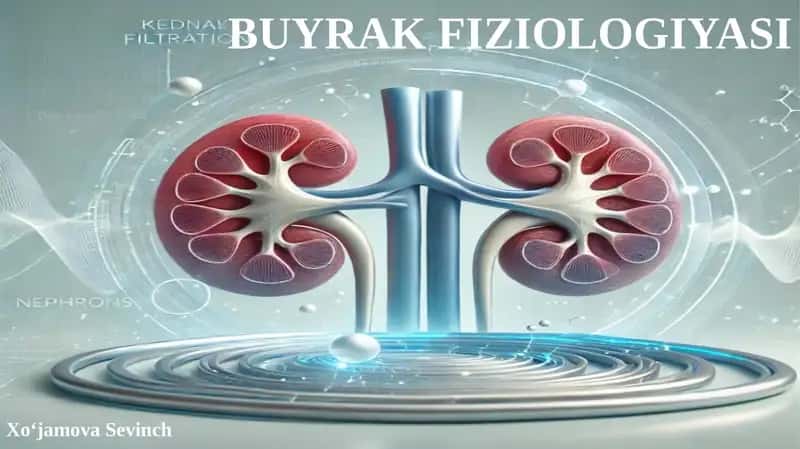 BUYRAK FIZIOLOGIYASI 1