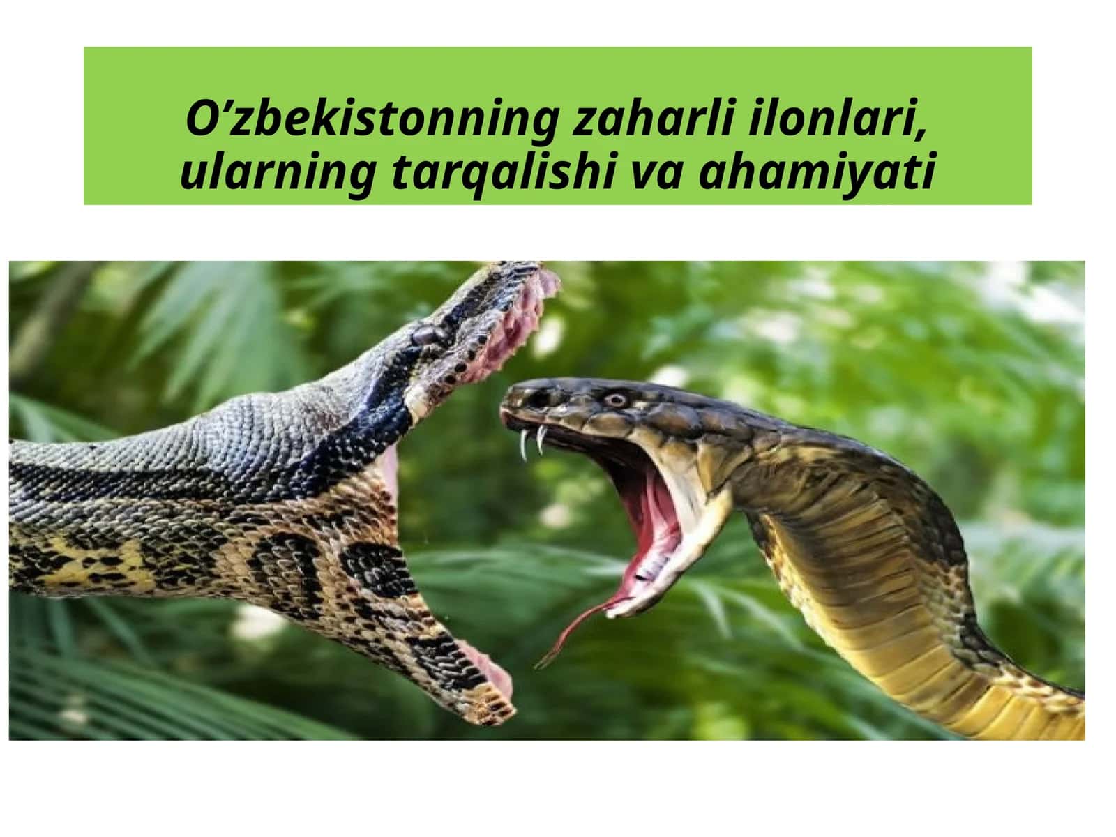 O‘rta Osiyo kobrasi– Naia oxiana eich 1