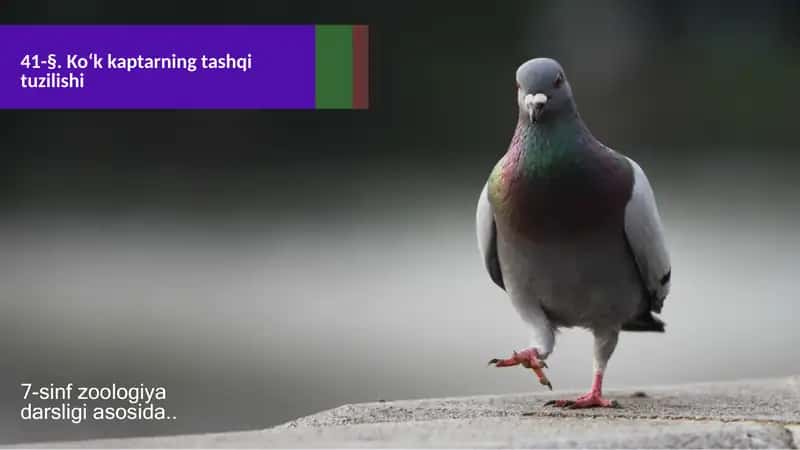 KO‘CHIRMA VA O‘ZLASHTIRMA GAP BO‘YICHA O‘TILGANLARNI TAKRORLASH 1