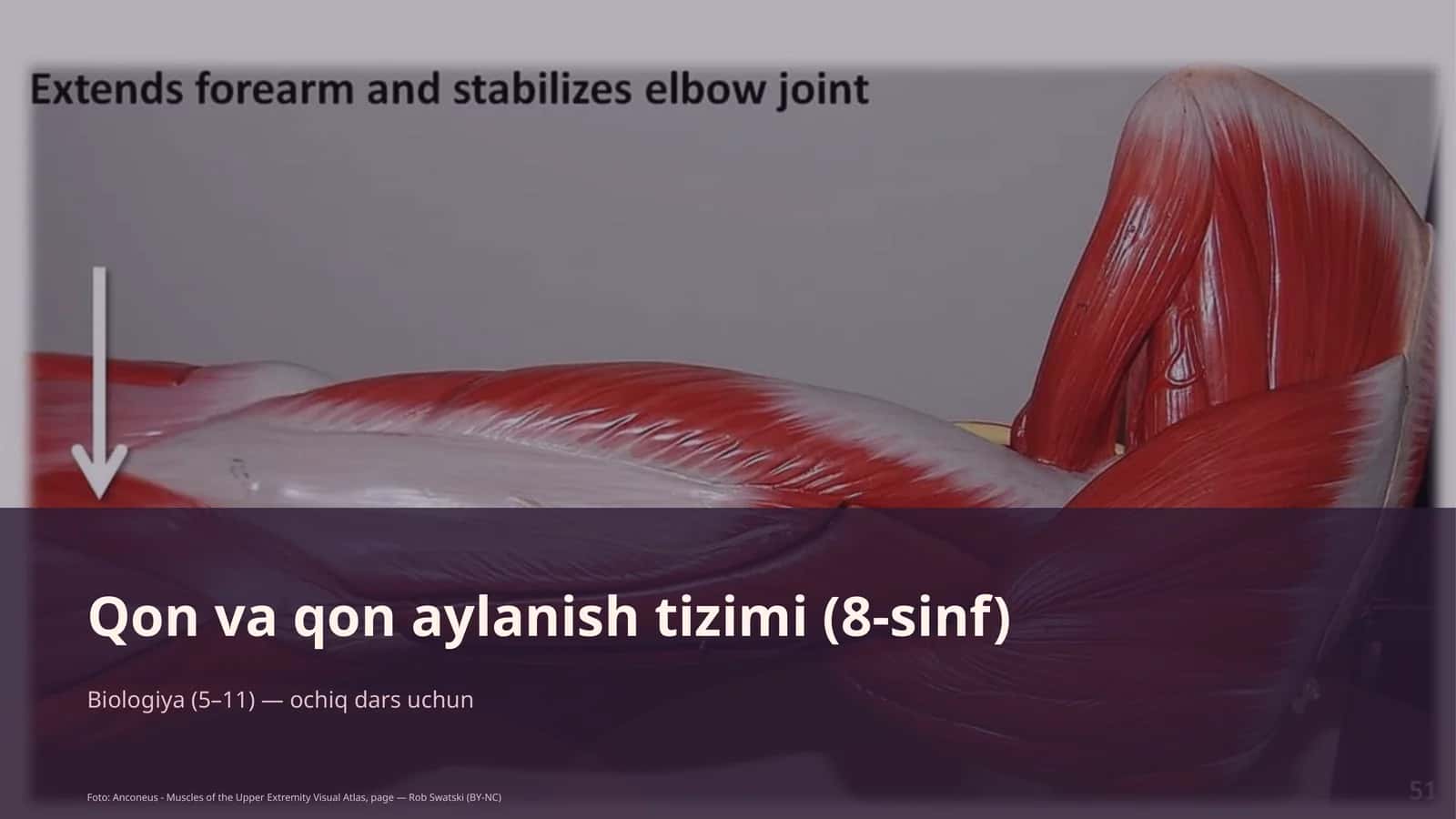 Qon va qon aylanish tizimi (8-sinf) 1