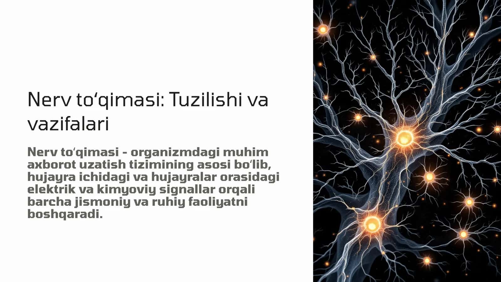 Nerv to'qimasi 1