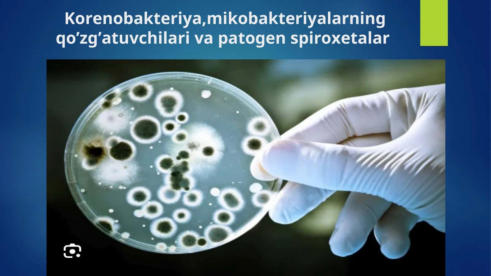 Korenobakteriya,mikobakteriyalarning qo’zg’atuvchilari va patogen spiroxetalar 1