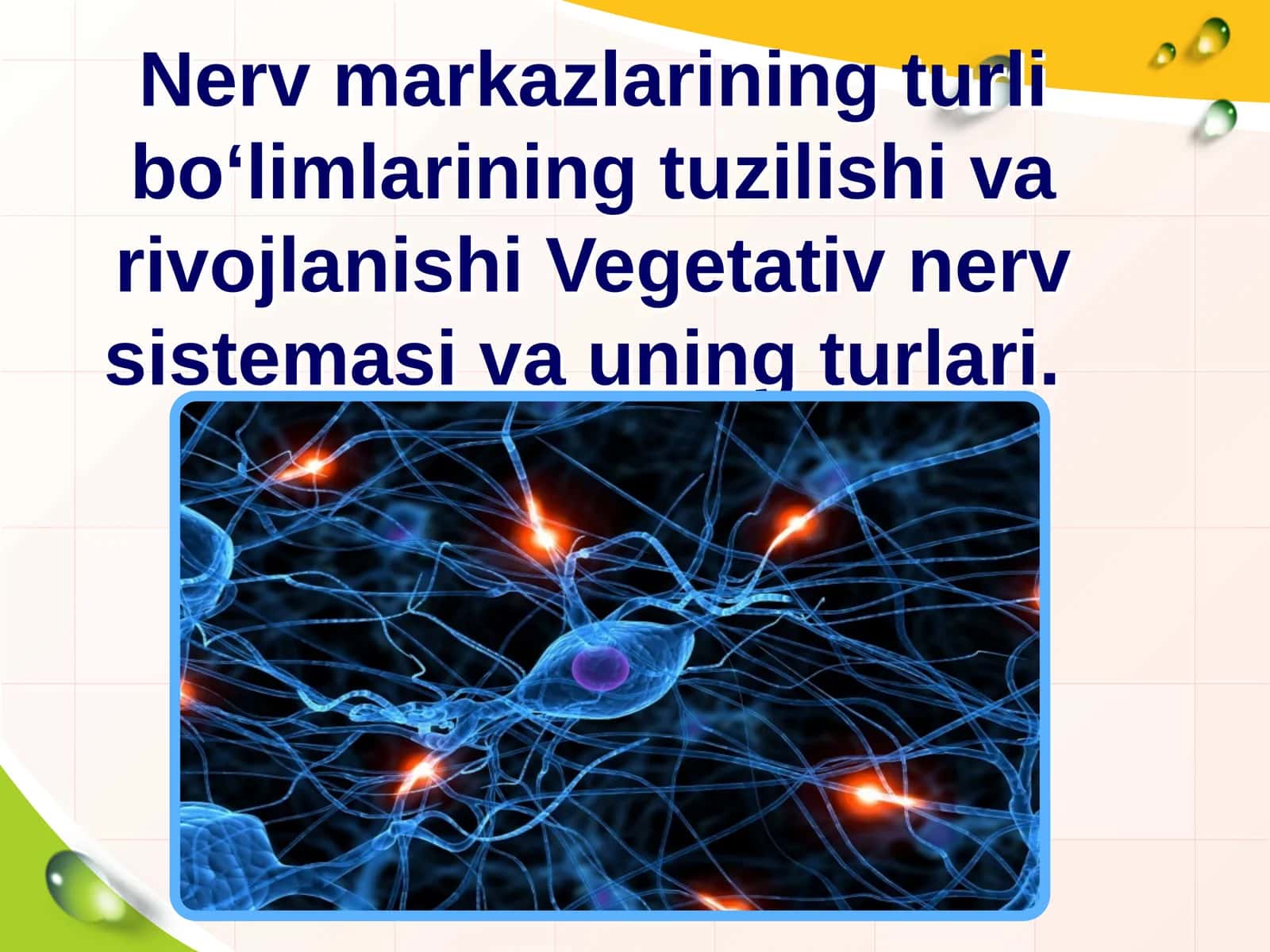 Vegetativ nerv sistemasi va uning turlari 1