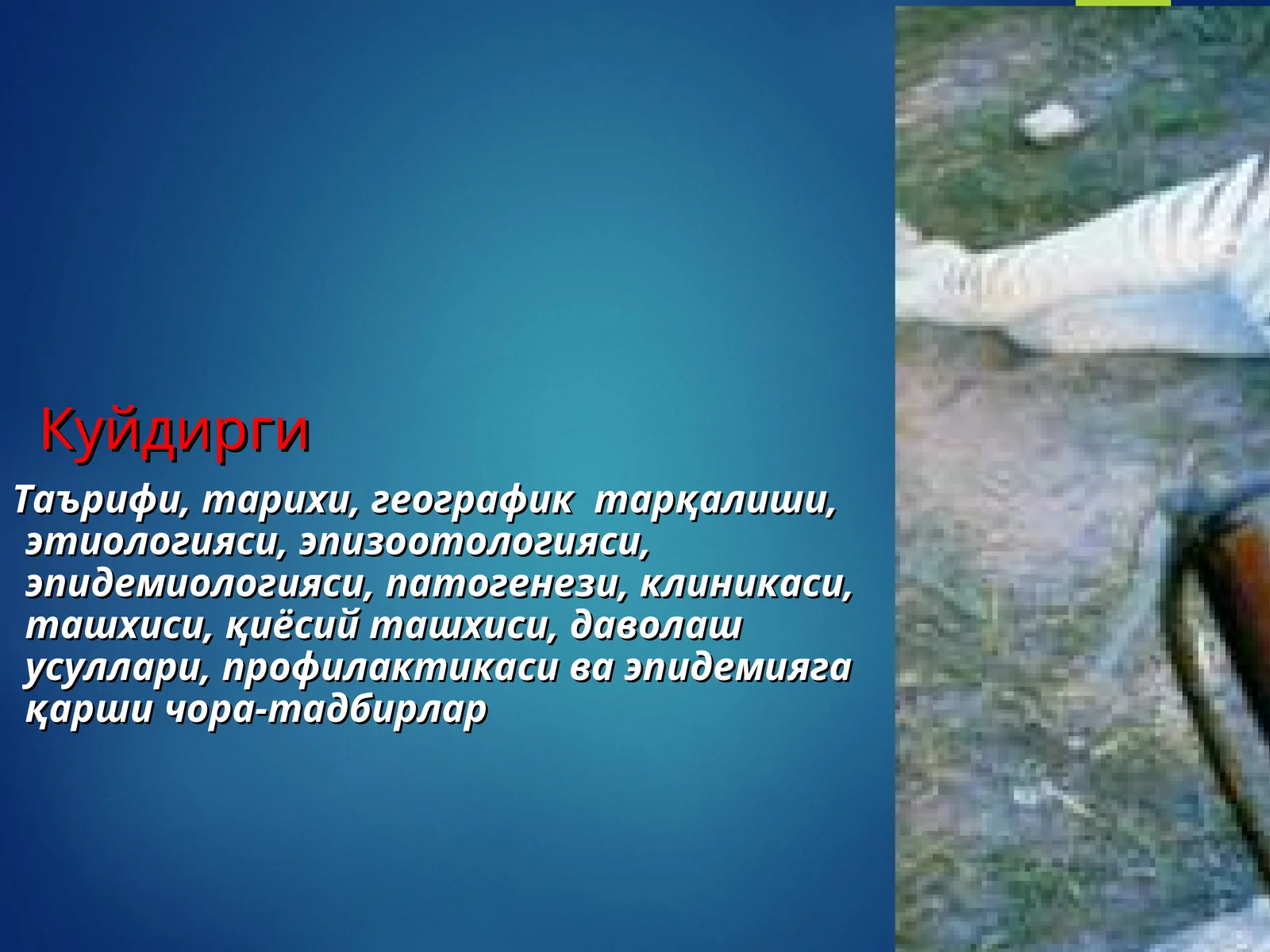 KUYDIRGI KASALLIGI 1