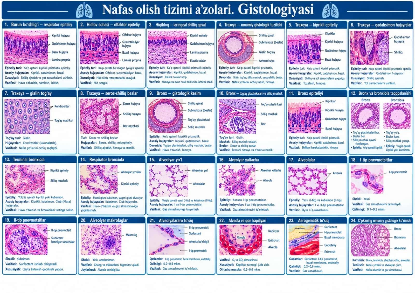 Nafas olish 1