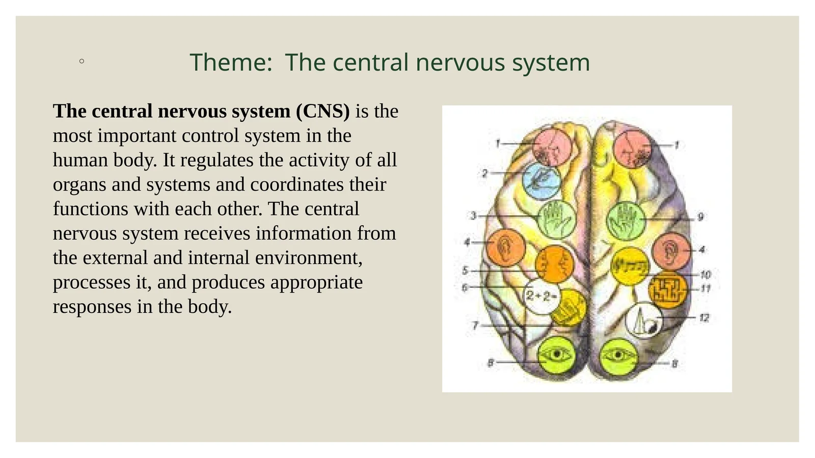 The central nervous system 1