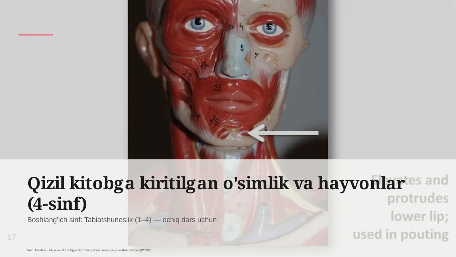 Qizil kitobga kiritilgan o'simlik va hayvonlar (4-sinf) 1